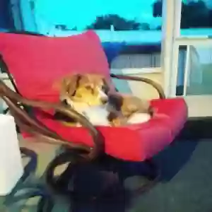 adoptable Dog in Vero Beach, FL named Mya