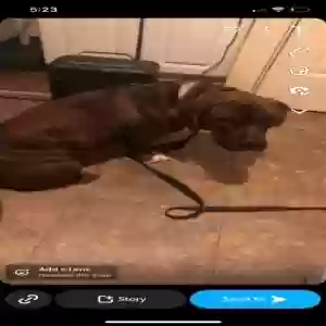 adoptable Dog in Delcambre, LA named Nyla