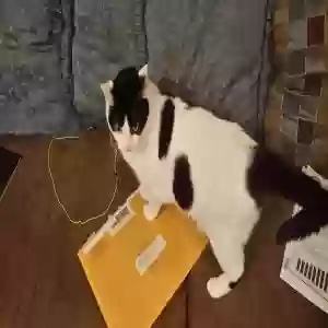 adoptable Cat in Ponca City, OK named Dottie