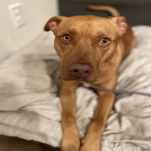 adoptable Dog in Phoenix, AZ named Calloway