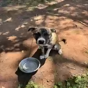 adoptable Dog in Decatur, GA named Luna