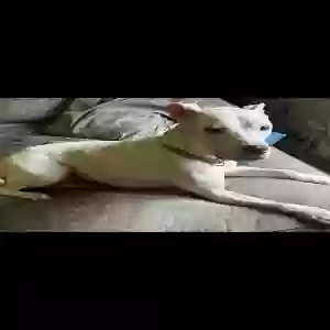 /images/pets/original/2161125_actual_one.webp
