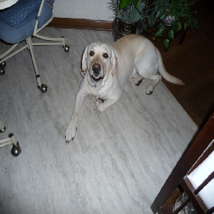 adoptable Dog in Blue Springs, MO named Delbert