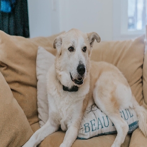 adoptable Dog in Myrtle Beach, SC named Cali