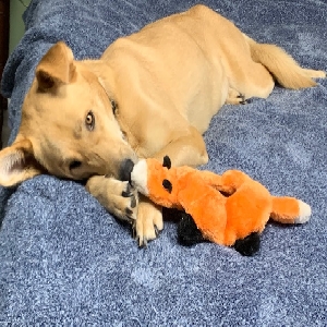 adoptable Dog in Seneca, SC named April