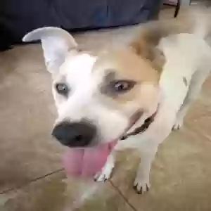/images/pets/original/2162642_actual_one.webp