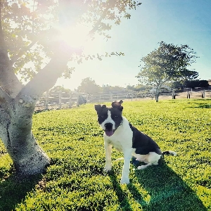 adoptable Dog in Buellton, CA named Troy