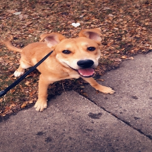 adoptable Dog in Grand Rapids, MI named Oliver