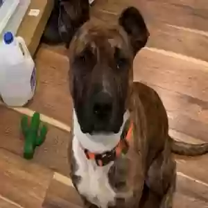 adoptable Dog in Glenside, PA named Finn