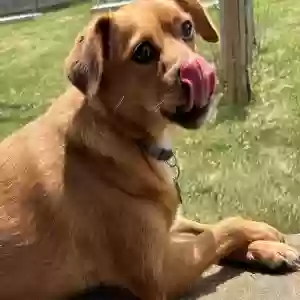 /images/pets/original/2163897_actual_one.webp