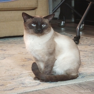 adoptable Cat in Fullerton, CA named Jack