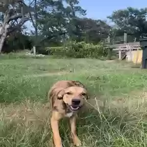 adoptable Dog in Hempstead, TX named no name
