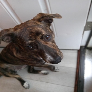 adoptable Dog in Vancleave, MS named Izzie