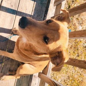 adoptable Dog in Vancleave, MS named Sophie