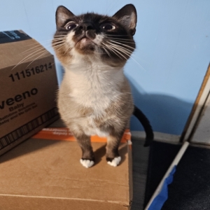 /images/pets/original/2169326_41401_20241210_174001.webp