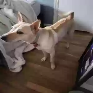 adoptable Dog in Falls Church, VA named Suki