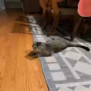 adoptable Cat in New Egypt, NJ named Ash
