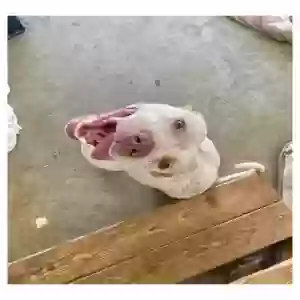 adoptable Dog in Knoxville, TN named Zeus