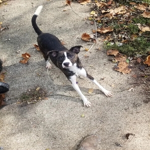 adoptable Dog in Oxford, OH named Sweet Pea