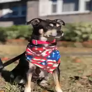 adoptable Dog in Appling, GA named Rosie