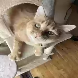 adoptable Cat in Westland, MI named Pumpkins 🎃 🧡