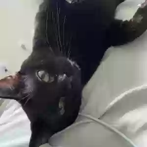 adoptable Cat in Blackwood, NJ named Goose