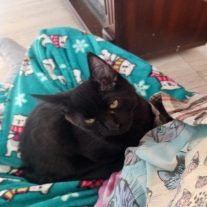 /images/pets/original/2174872_37705_20250126_144447.webp