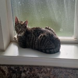 /images/pets/original/2174873_17235_20250126_144517.webp