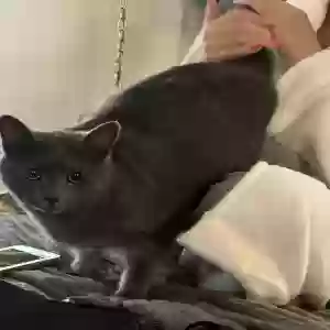 adoptable Cat in Cincinnati, OH named Mama