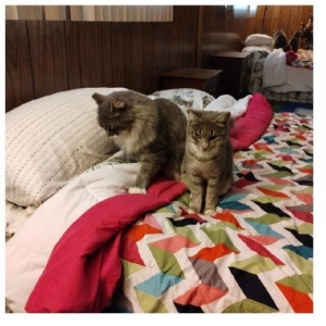 /images/pets/original/2174951_85339_image000000(1).webp
