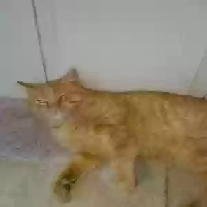 /images/pets/original/2174952_actual_one.webp