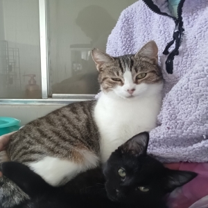 /images/pets/original/2175102_74146_20250103_104947.webp
