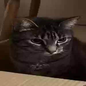 adoptable Cat in Trenton, NJ named Tokyo
