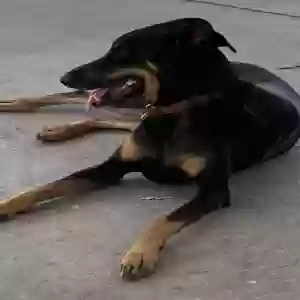 /images/pets/original/2176134_actual_three.webp
