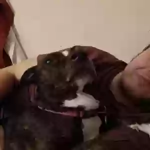 adoptable Dog in Fort Madison, IA named Koko