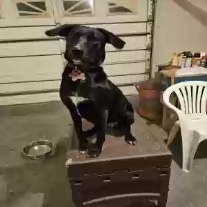 adoptable Dog in Cullman, AL named Dixie 