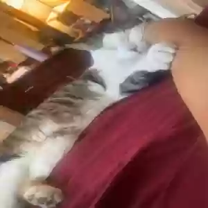 adoptable Cat in Pompano Beach, FL named Mahi