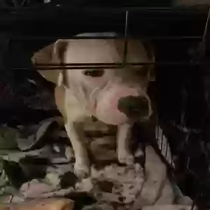 adoptable Dog in Mobile, AL named Penny