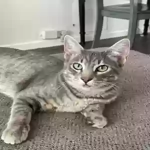 adoptable Cat in League City, TX named Rambo