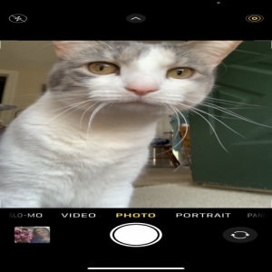 /images/pets/original/2177230_69702_IMG_5917.webp