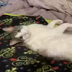 adoptable Cat in Rochester, MI named Zelda