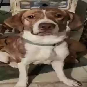adoptable Dog in Milton, DE named Butter