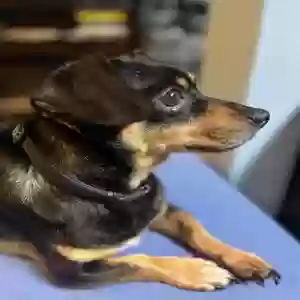adoptable Dog in Astoria, NY named Alex