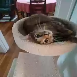 adoptable Cat in Suffolk, VA named Sophie