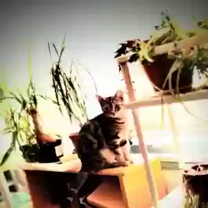 adoptable Cat in Los Angeles, CA named Dinky, Hissy, & Shelly
