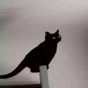 /images/pets/original/2177821_82096_IMG_20250209_160822363_MF_PORTRAIT~3.webp