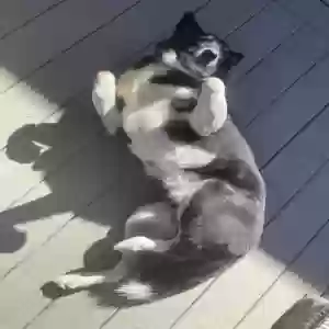 /images/pets/original/2177880_34978_IMG_1498.webp