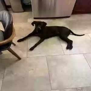 adoptable Dog in Los Angeles, CA named Pippa