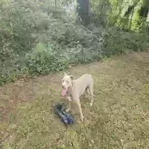 adoptable Dog in Decatur, GA named Direct
