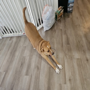 /images/pets/original/2178110_31333_20250416_092714.webp